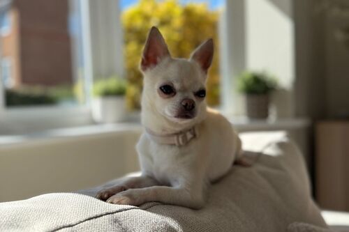 Our Dogs | British Chihuahua Rescue