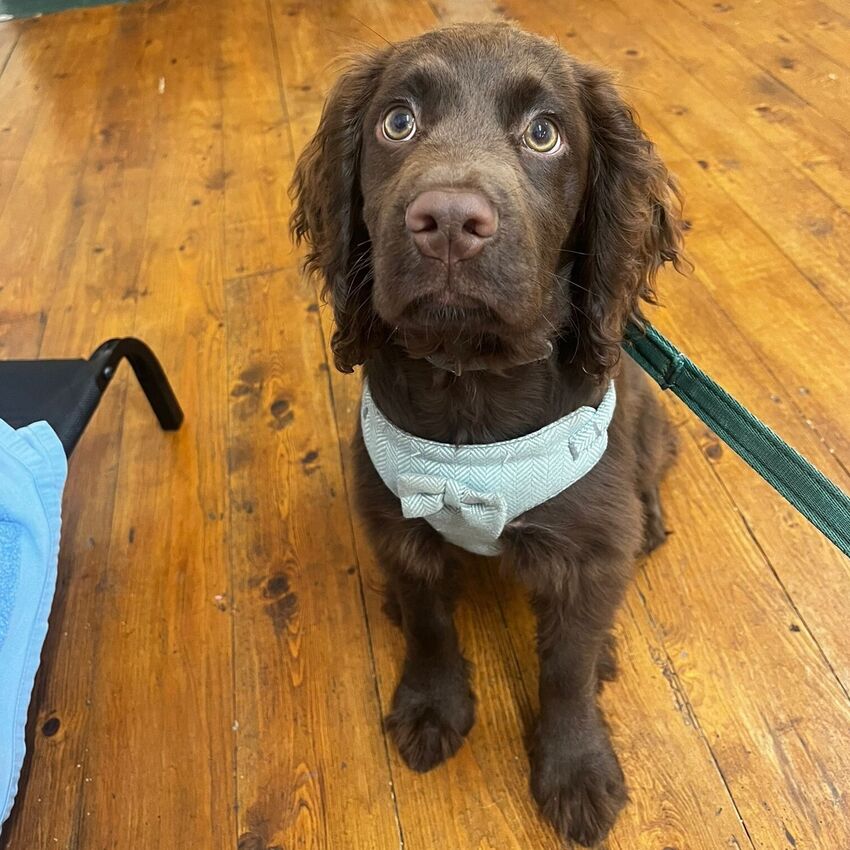 Classes | Help My Dog | Dog trainer Pembrokeshire | Dog behaviourist Pembrokeshire | Help my dog