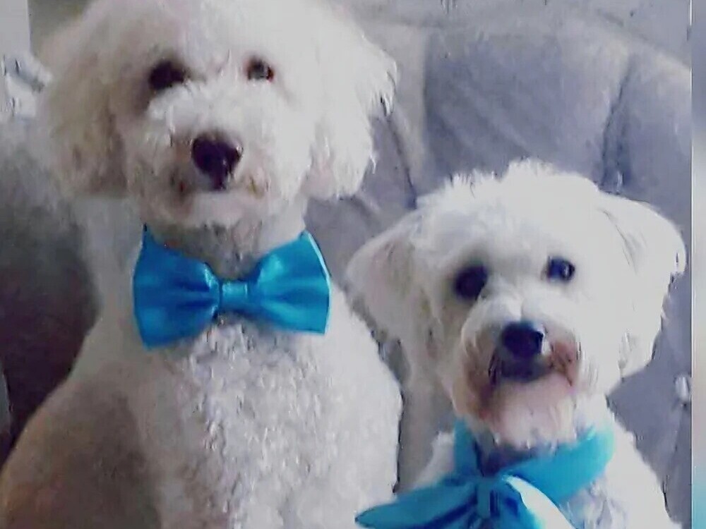 Our Services | Tails Of Love | Wedding dog chaperone Suffolk | Dog Chaperone for weddings in Suffolk  | Include Your Dog in Your Wedding Day