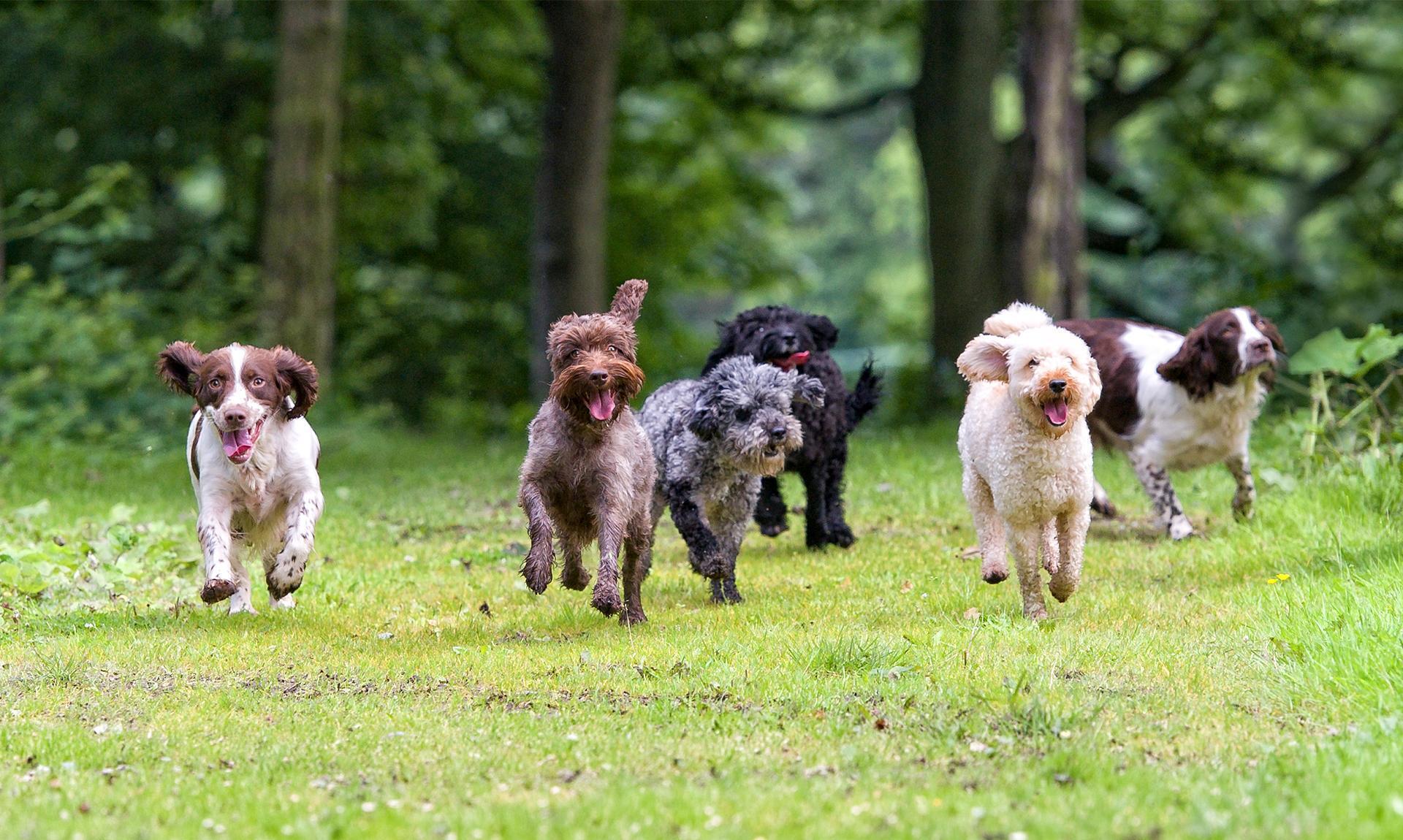 Brixham Dog Training