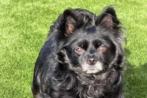 Our Dogs | British Chihuahua Rescue