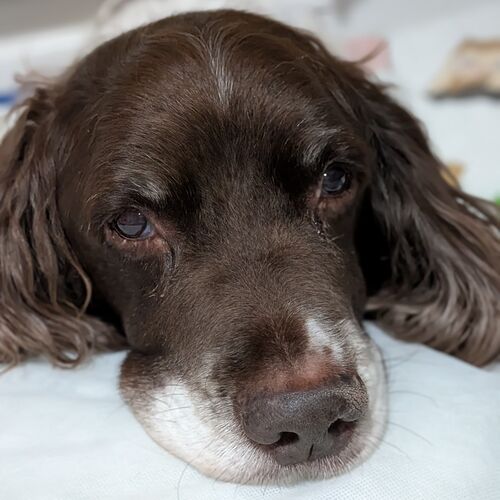 Online Book of Remembrance | Rainbow Bridge Pet Funeral Services