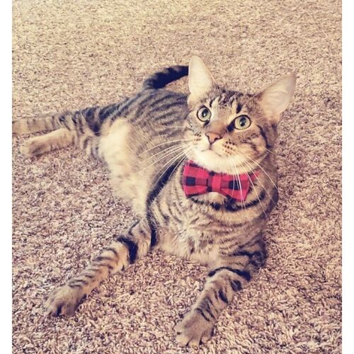 Lionet Paws Cotton Dog Collar with Bow tie - Adjustable