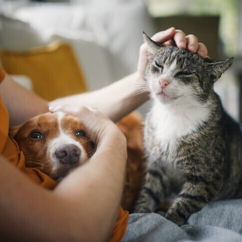 Latest News | Rainbow Bridge Pet Funeral Services