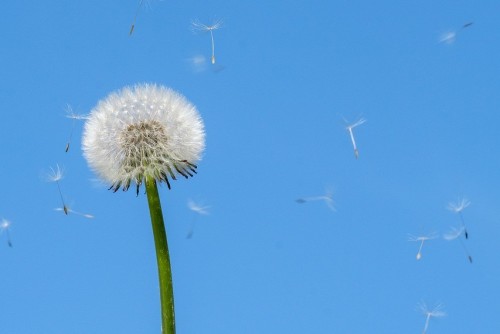 Hay Fever is Not To Be Sneezed At!