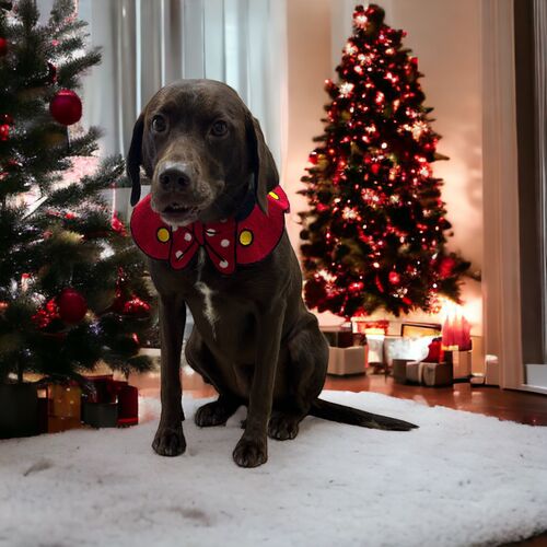 Windle Woofs | Dog Grooming | Photos | Gallery |