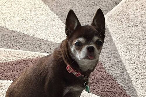Frankie
