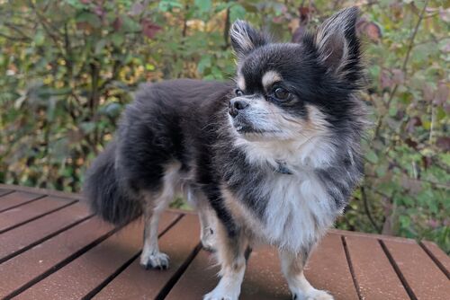 Ozzie