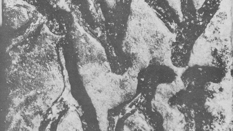 ஆனைக்கோட்டையில் இன்று அகழ்வாராய்ச்சி