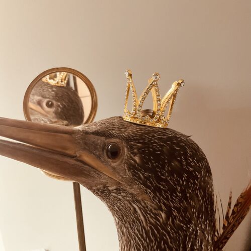 Large Taxidermy Cormorant