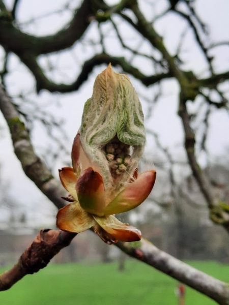 March - Resurrection in the Fields 