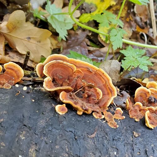 Turkey Tail Mushroom