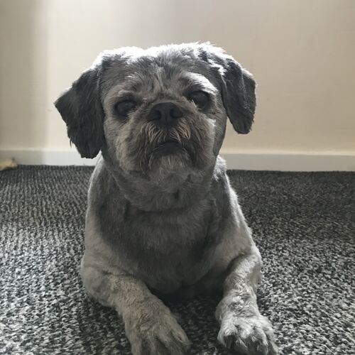 Online Book of Remembrance | Rainbow Bridge Pet Funerals