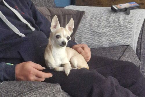 Luna and Rocco