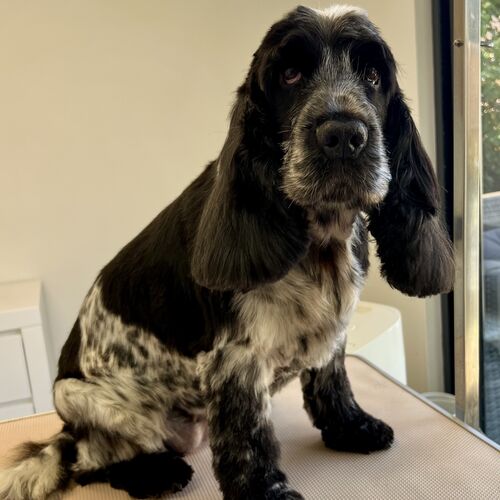 Windle Woofs | Dog Grooming | Photos | Gallery |