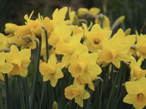 1st March - St David's Day walk, St Davids, Pembrokeshire