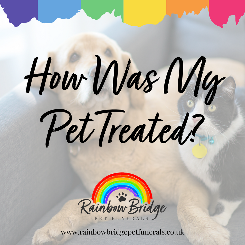 How Was My Pet Treated? Questions Every Pet Owner Should Ask |