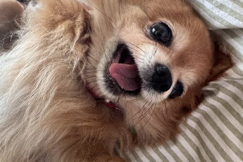 Tallulah