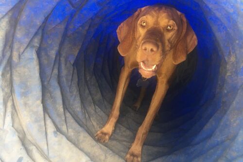 Gallery | Brixham Dog Training