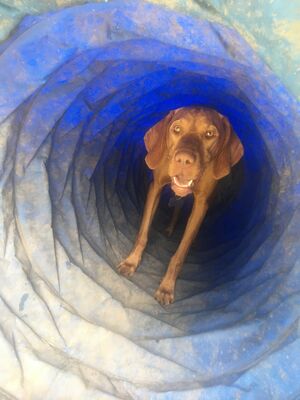 Brixham Dog Training
