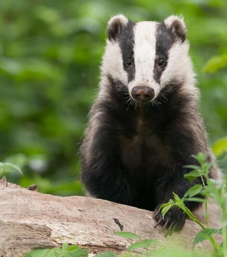 Omega Ecology Ltd | Preliminary Ecological Assessment (PEA)  | Biodiversity Net Gain (BNG )   | Ecological Clerk of Works (ECoWs)   