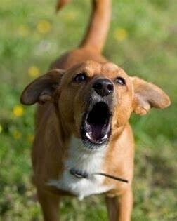Classes | Help My Dog | Dog trainer Pembrokeshire | Dog behaviourist Pembrokeshire | Help my dog