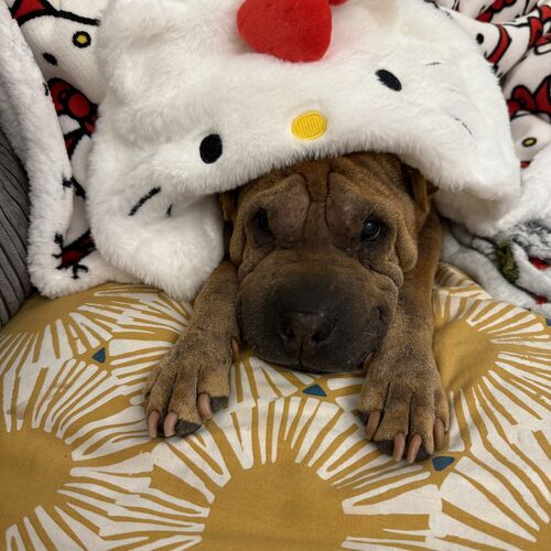 Online Book of Remembrance | Rainbow Bridge Pet Funeral Services