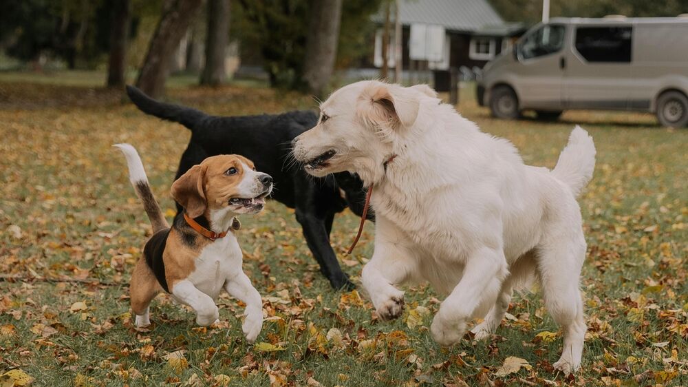 Dog Van Conversions | Campervan Conversion Specialists Essex | One Five Two Vehicle Conversions