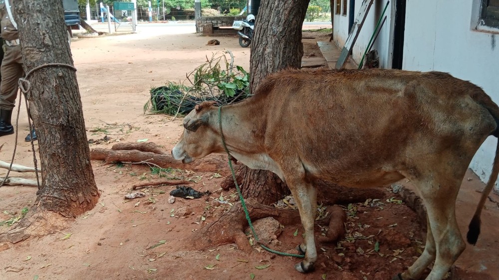 வவுனியாவில் வாடகைக்கு அமர்த்திய ஹைஏஸ் வாகனத்தில் மாடு கடத்தல்