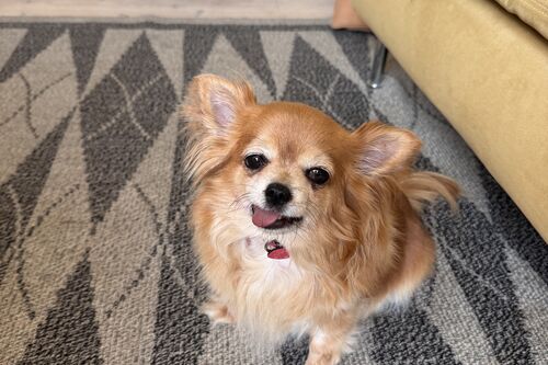 Tallulah
