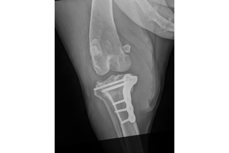 Surgery | Rose Valley Vets