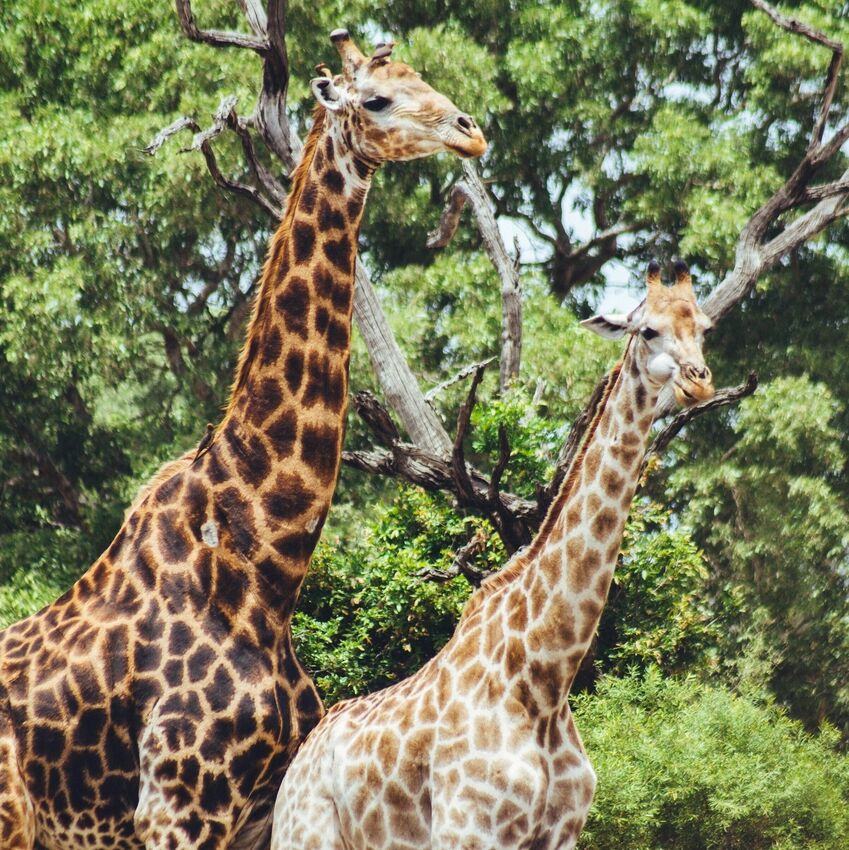 South Africa Retreat (original)