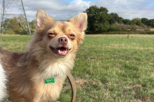 Inka, a 3 years old male Chihuahua available for adoption from British Chihuahua Rescue in Somerset