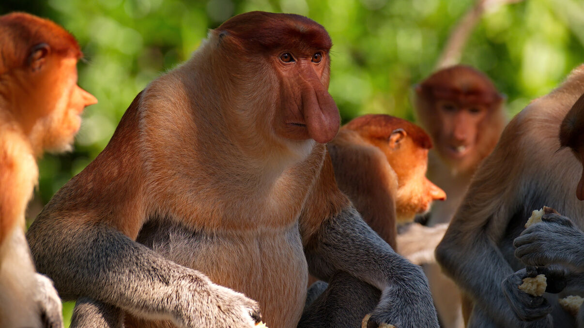 Sabah (Borneo)