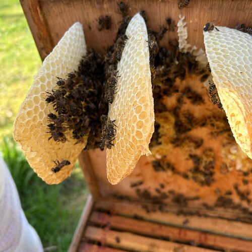 Gallery | East Anglia Apiaries | Raw honey | Local honey | Natural Honey