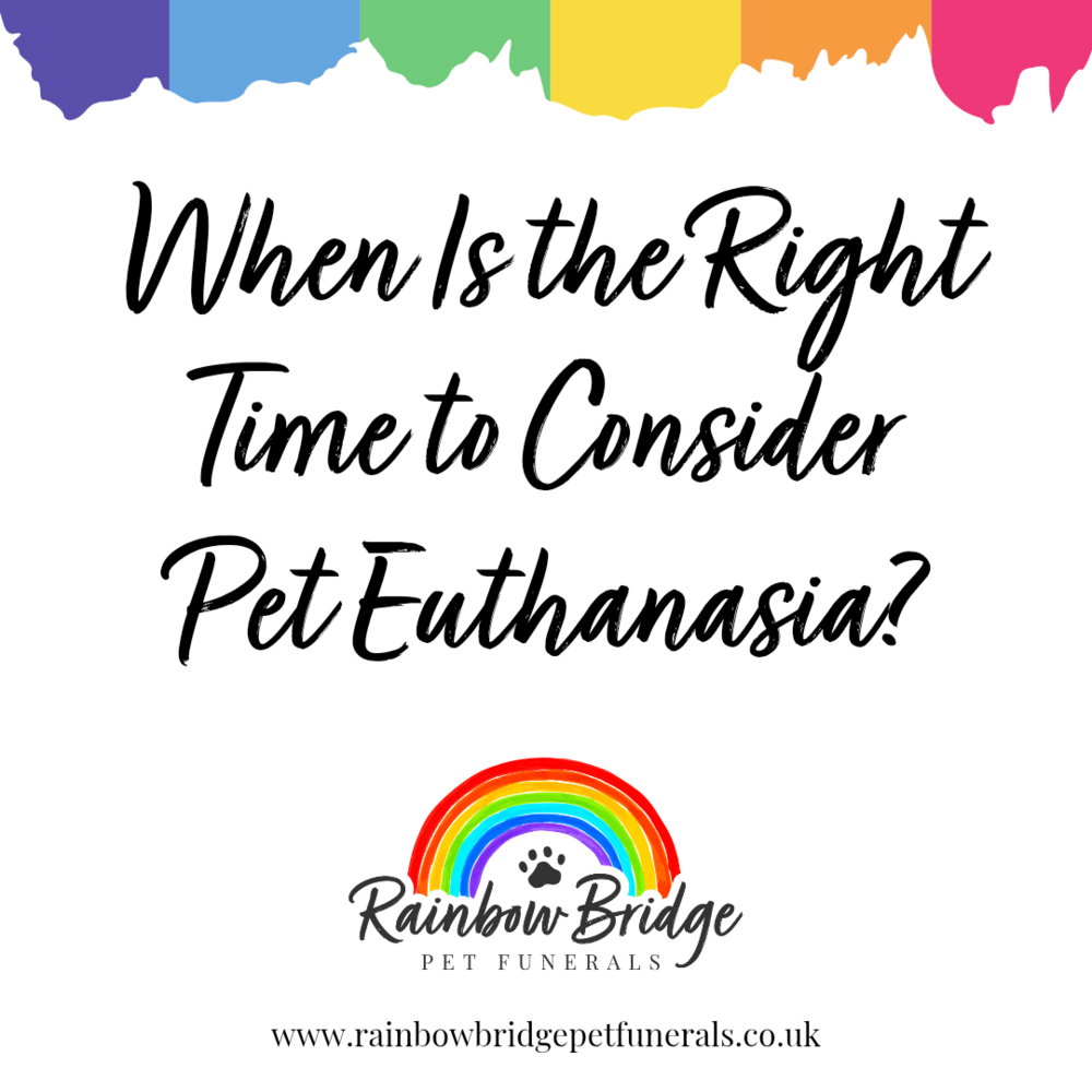 When Is the Right Time to Consider Pet Euthanasia? | Rainbow Bridge Pet Funeral Services