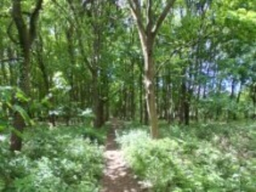 Portal Woodlands Sale | Martlesham Parish Council | Martlesham parish council planning | Martlesham parish council meeting | Martlesham parish council finance