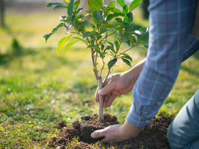 Dedicate A Tree | Rainbow Bridge Pet Funeral Services