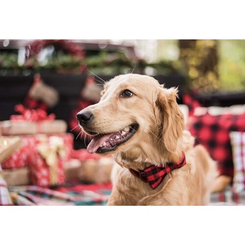 Lionet Paws Cotton Dog Collar with Bow tie - Adjustable
