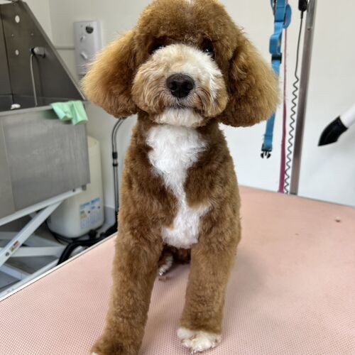 Windle Woofs | Dog Grooming | Photos | Gallery |