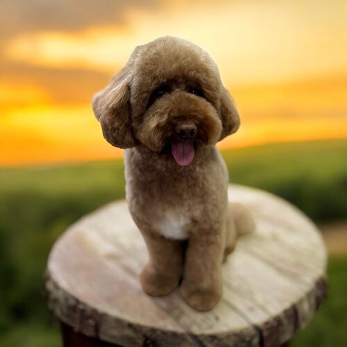 Windle Woofs | Dog Grooming | Photos | Gallery |