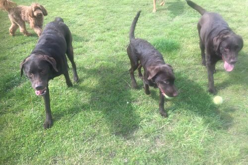 Gallery | Brixham Dog Training