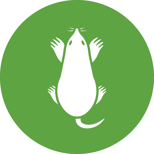 Northdowns Pest Control Ltd | Pest control Guildford | Rodent control Guildford, Woking | Wasp nest removal Surrey
