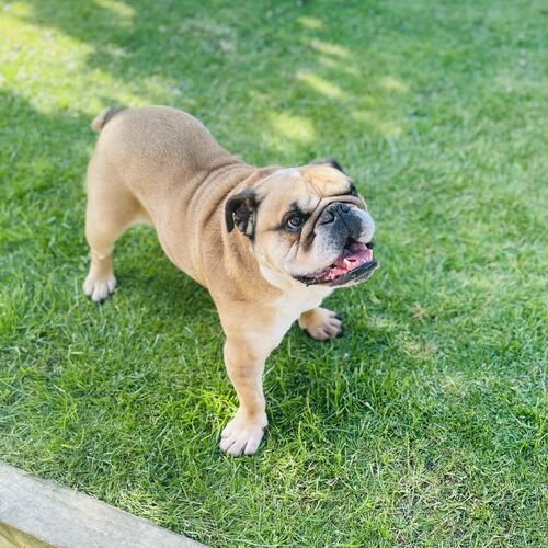 Online Book of Remembrance | Rainbow Bridge Pet Funeral Services