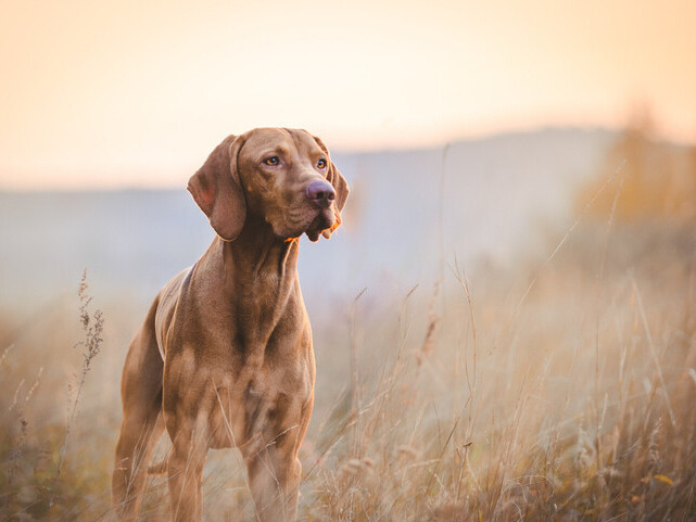 Dedicate A Tree | Rainbow Bridge Pet Funeral Services