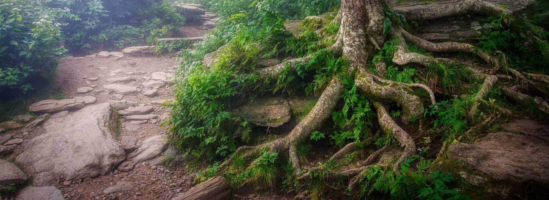 Counsellor Coaching EMDR Cambridgeshire