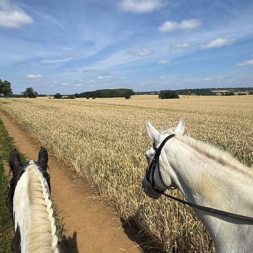 SUMMER EVENTS | Brampton Stables LLP | Riding Lessons in Church Brampton | Horse Riding all ages near Althorp Estate | Learn to Ride near Northampton