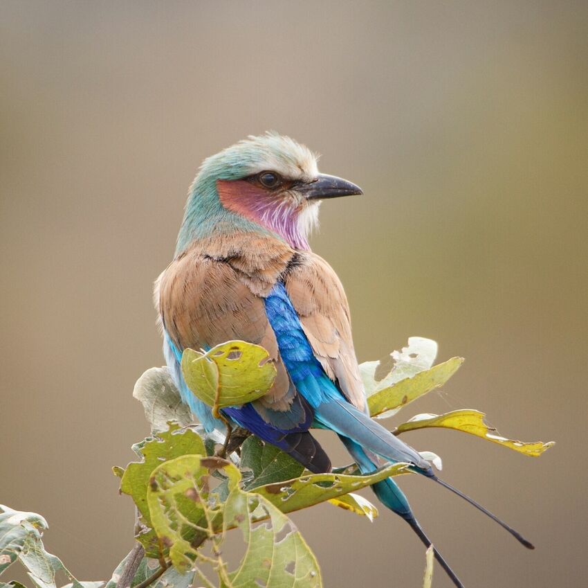 South Africa Retreat (original)