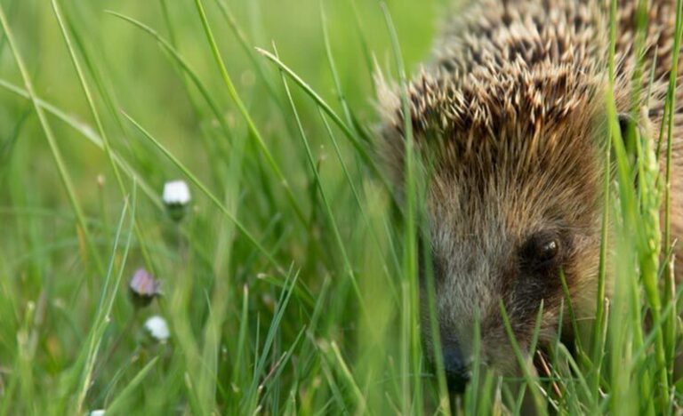 About Us | Omega Ecology Ltd | Preliminary Ecological Assessment (PEA)  | Biodiversity Net Gain (BNG )   | Ecological Clerk of Works (ECoWs)   