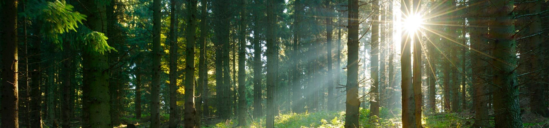 BNG | Omega Ecology Ltd | Preliminary Ecological Assessment (PEA)  | Biodiversity Net Gain (BNG )   | Ecological Clerk of Works (ECoWs)   